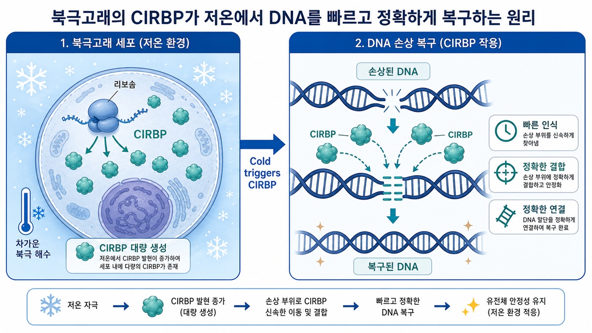 CIRBP 단백질 작동 도식