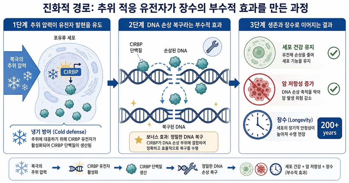추위 적응이 장수로 이어지는 진화 경로 도식