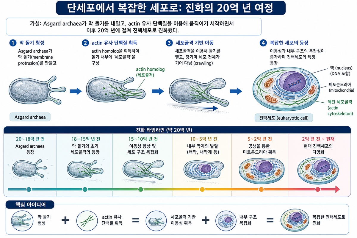 아스가르드 고세균 세포 구조와 진핵세포 비교 도식