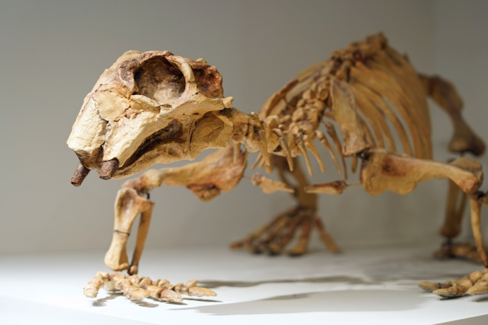 리스트로사우루스 골격 마운트