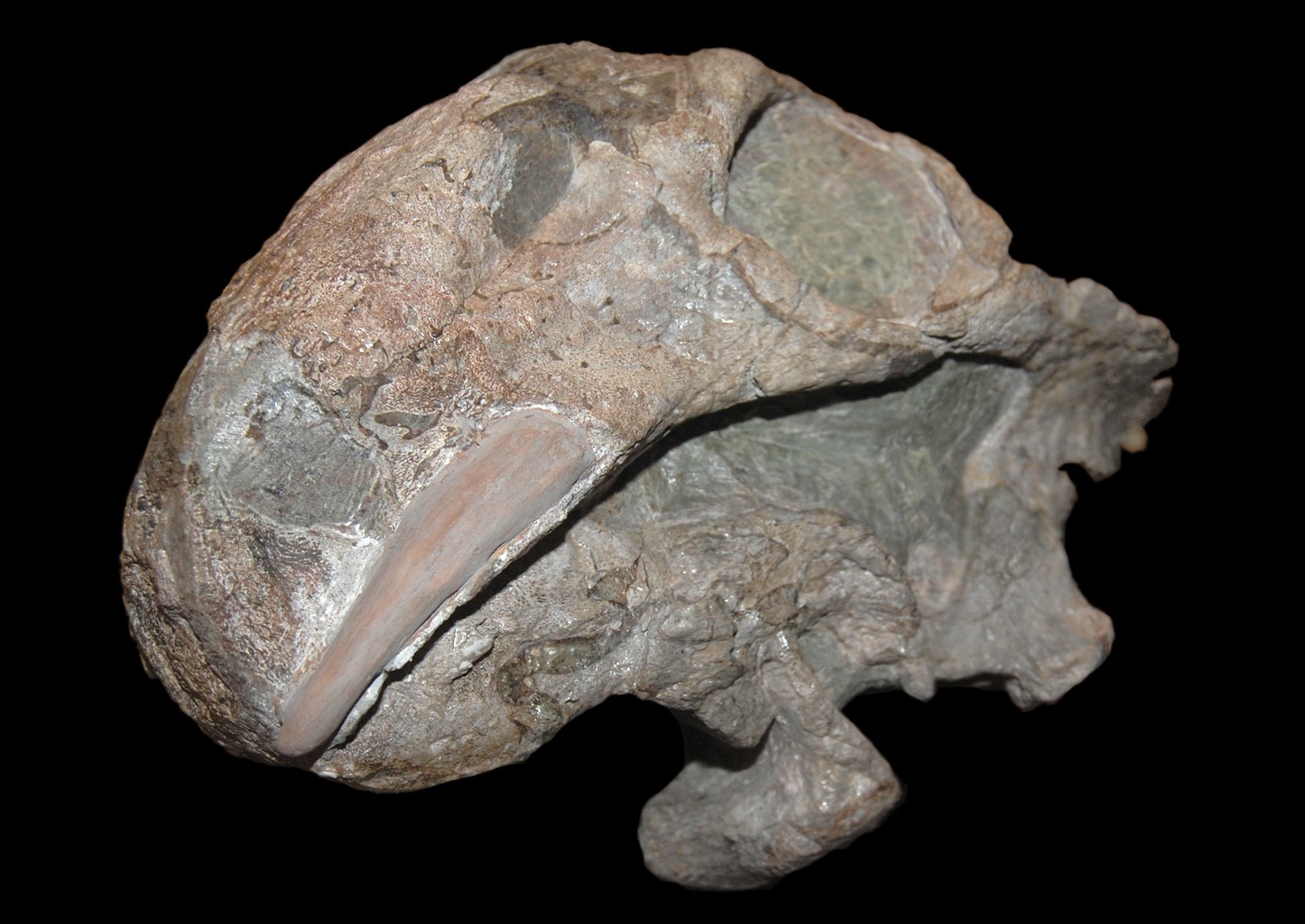 리스트로사우루스 복원 모형