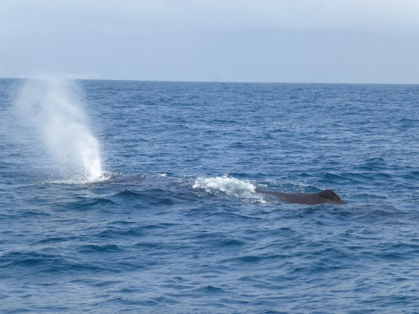 뉴질랜드 카이코우라 앞바다의 향유고래
